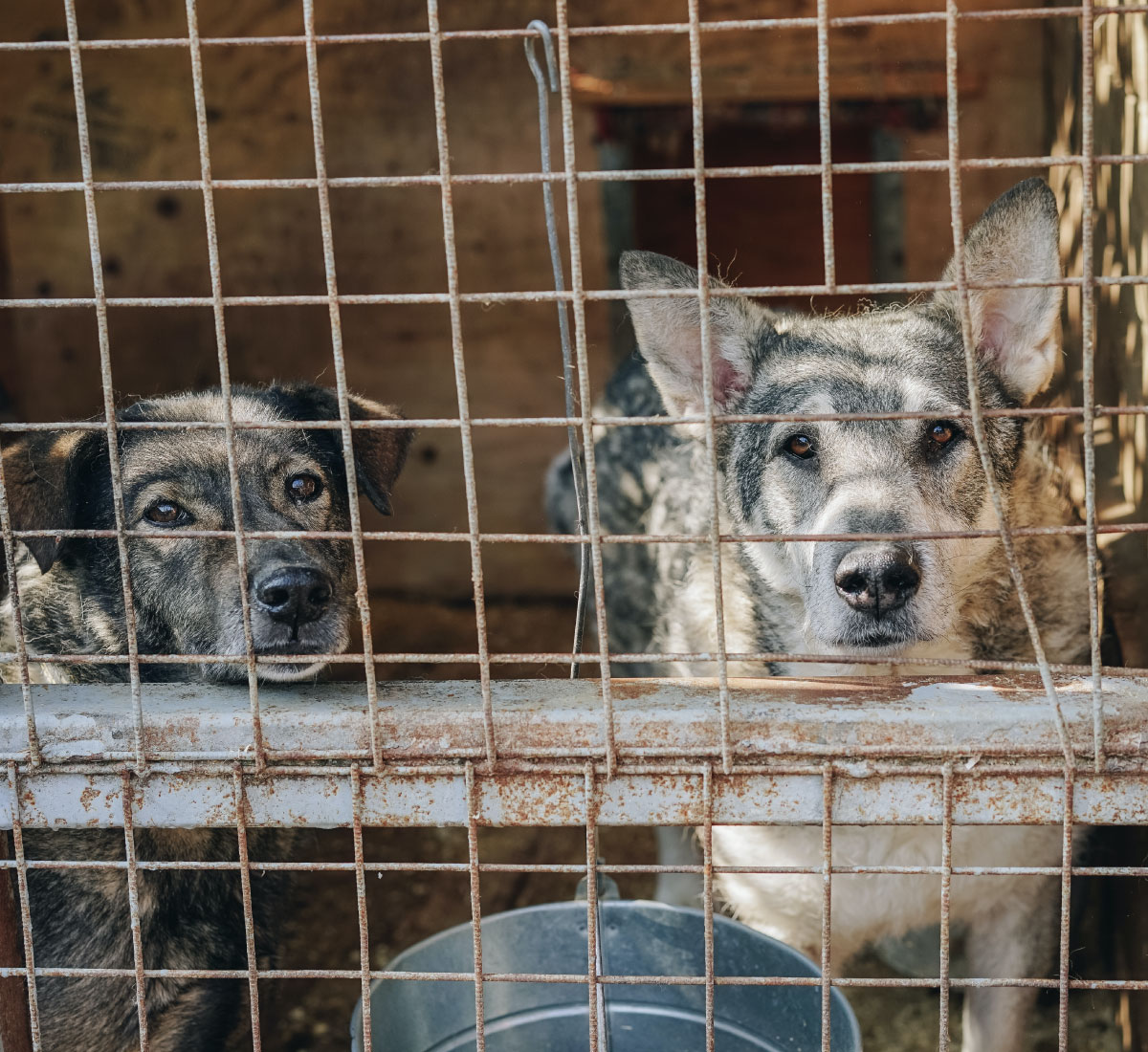 SAVE DOGS believes every dog deserves a loving home, and you can be a part of their journey. You can adopt, donate or foster to make a huge difference.