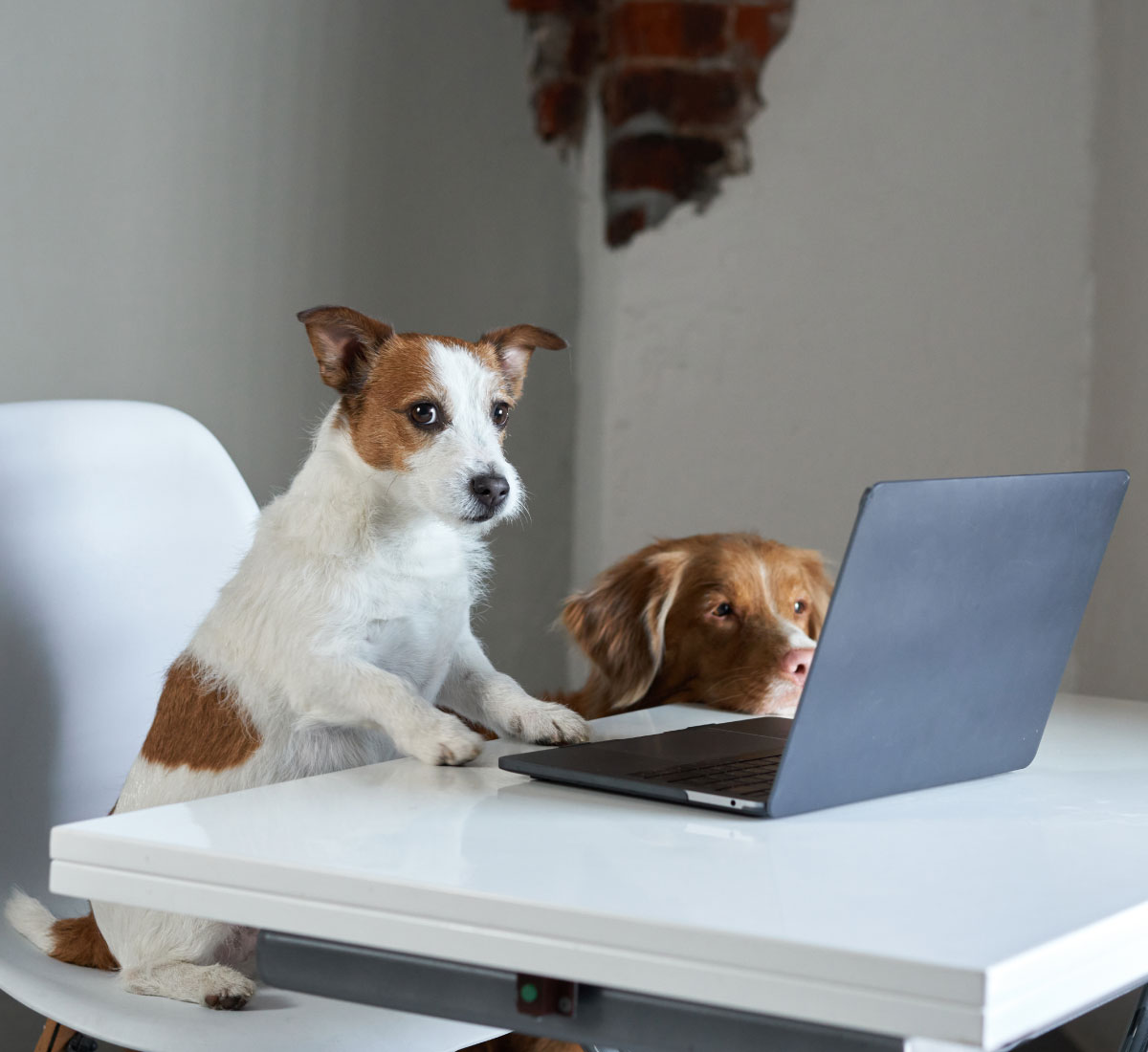 Your donations and support truly matter at SAVE DOGS, and we're certain our four-legged companions appreciate it as much as they love to chat. Together, let's talk about transforming the lives of dogs from Romania and create a brighter future for all. Donate or adopt today and be a part of this heart-warming journey.