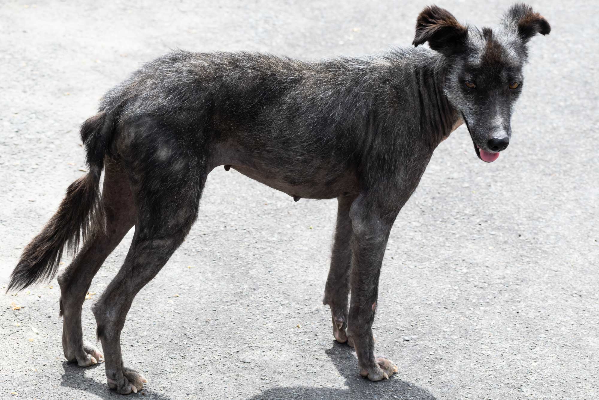 SAVE DOGS Blog: In the heart of Europe lies Romania, a country grappling with the heart-breaking issue of stray animals. Despite being the second poorest nation in the European Union, Romania is home to one of the largest stray animal populations on the continent, with estimates suggesting that up to half a million dogs