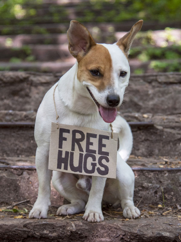 Fostering a dog from SAVE DOGS, you provide a loving home to a homeless Romanian dog, offering them care and attention. Whether it's a temporary stay or until they find their forever home in the UK, your support makes a world of difference. Join us in rescuing and homing these precious companions today!