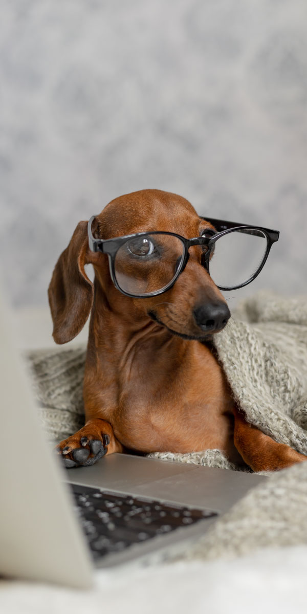 Become a SAVE DOGS sponsor. You can directly contribute to the well-being of a rescued dog. Your sponsorship will ensure that they receive the love and care they deserve while they recover at our sanctuary in Romania. Whether you're an individual, a family, or a company, you can make a meaningful impact on a dog's life.