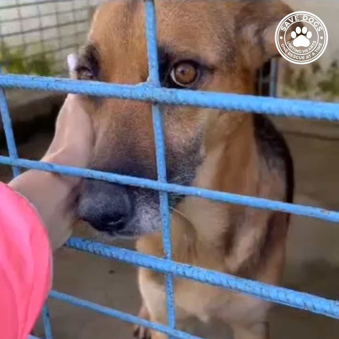 One such heart-wrenching story involves Saskia and her pups, located in Romania. Their journey has been marked by hardship and struggle, and they now find themselves on the brink of a heart-breaking fate – euthanasia. The reason for this devastating situation is the absence of a loving home for them. They are a family of dogs, just like any other, deserving of love and care, yet they are running out of time. Join us in making a difference at www.savedogs.co.uk today!