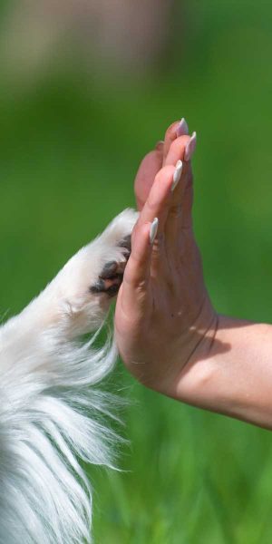 Are you ready to embark on an incredible journey of love and companionship with a rescued dog? At SAVE DOGS, we make fostering a simple and rewarding experience.